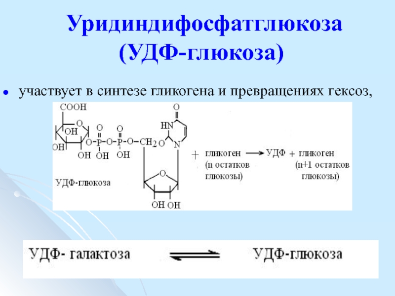 Принимает участие в синтезе. Синтез УДФ Глюкозы. УДФ Глюкоза. Участвует в синтезе гликогена. Уридиндифосфатглюкоза.