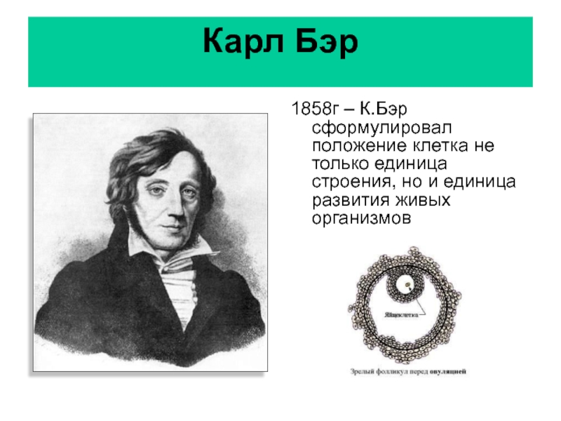 Бэр это. 1858 Год Карл Бэр. Карл Бэр клеточная теория. Карл Эрнст фон Бэр. Карл Максимович Бэр вклад в биологию.