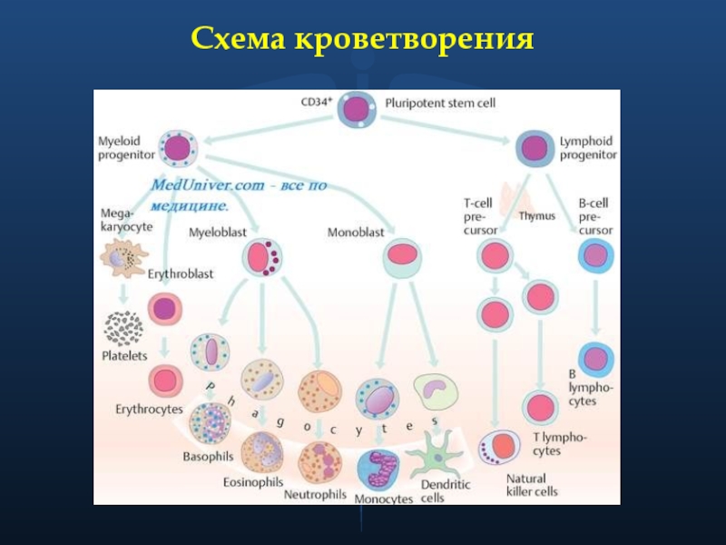 Схема кроветворения человека кратко