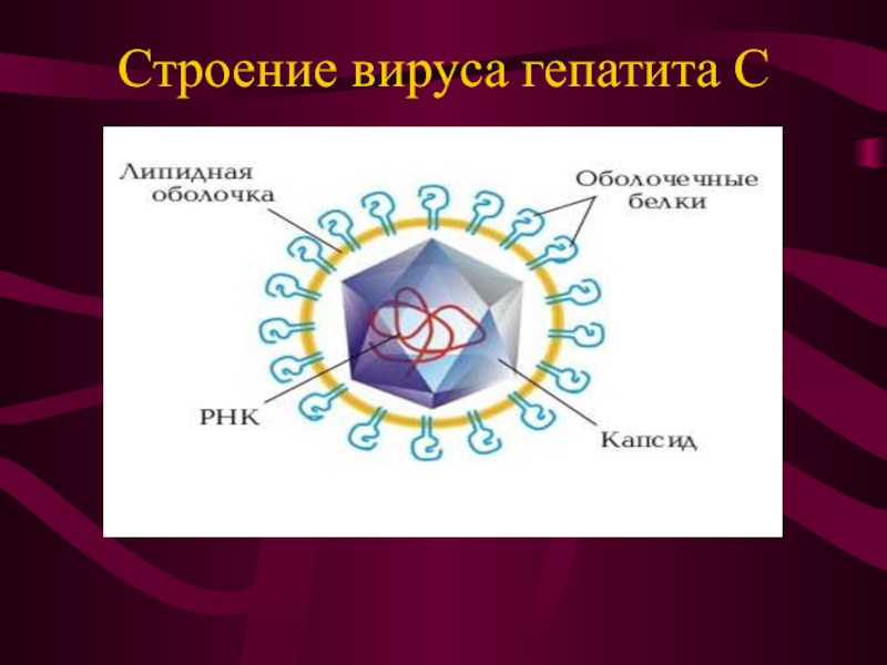 Презентация Строение вируса гепатита С