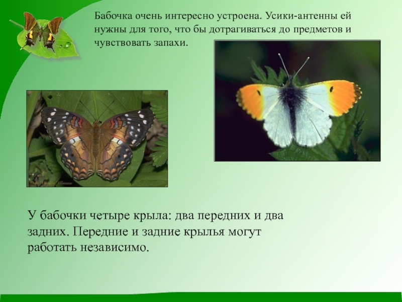 Почему бабочки такие разные и красивые. Усики бабочки. У бабочки есть усики. Четыре крыла бабочки. Строение усиков бабочки.
