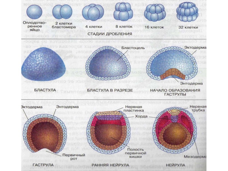 В эмбриональном этапе выделяют. Морула бластула. Зигота морула бластула гаструла. Онтогенез морула. Морула бластула гаструла нейрула таблица.