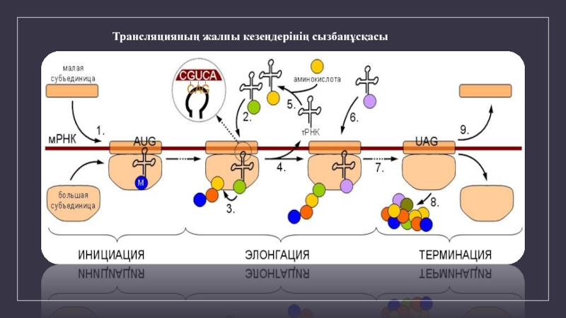 Трансляцияның соңғы өнімі