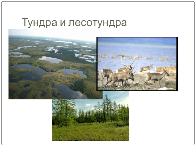 Природные зоны евразии кратко. Природная зона тундра в Евразии. Природные зоны тундры и лесотундры. Лесотундра природная зона. Лесотундра Евразии.