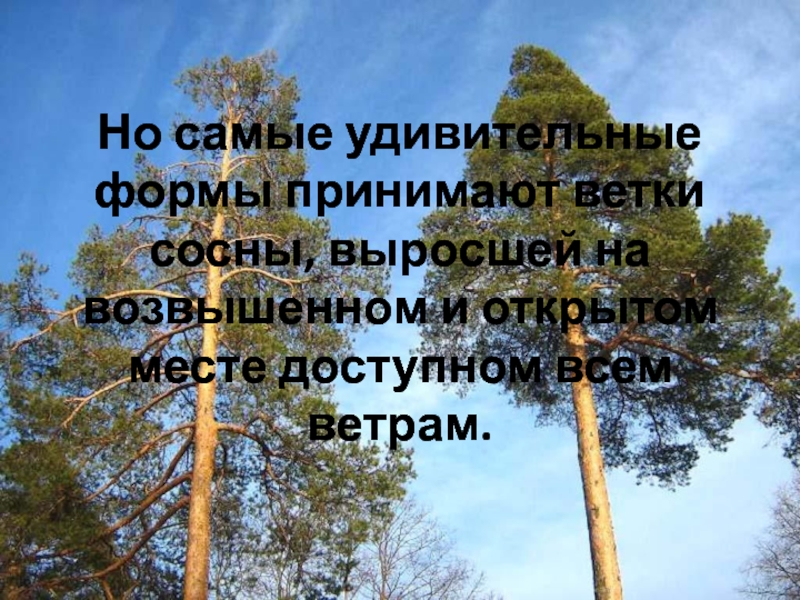 Но самые удивительные формы принимают ветки сосны, выросшей на возвышенном и открытом месте доступном всем ветрам.