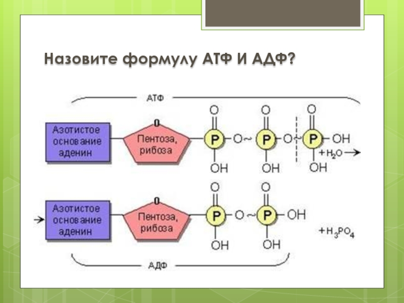 3 строение атф. Формула АТФ биология. АТФ АДФ структура. АТФ АДФ функции.