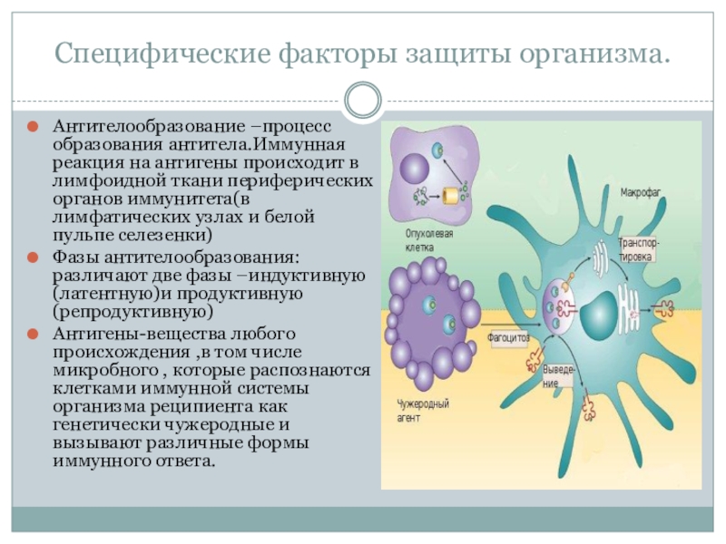 Иммунодиагностика микробиология презентация