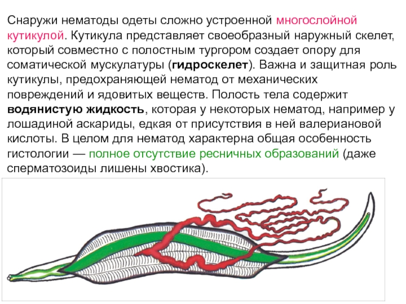 Кутикула у червей