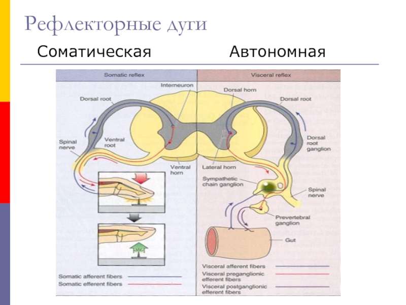 Простейшая соматическая рефлекторная дуга. Двухнейронная рефлекторная дуга. Виды рефлекторных дуг схема. Соматическая и автономная рефлекторные дуги. Трехнейронная рефлекторная дуга спинного мозга.