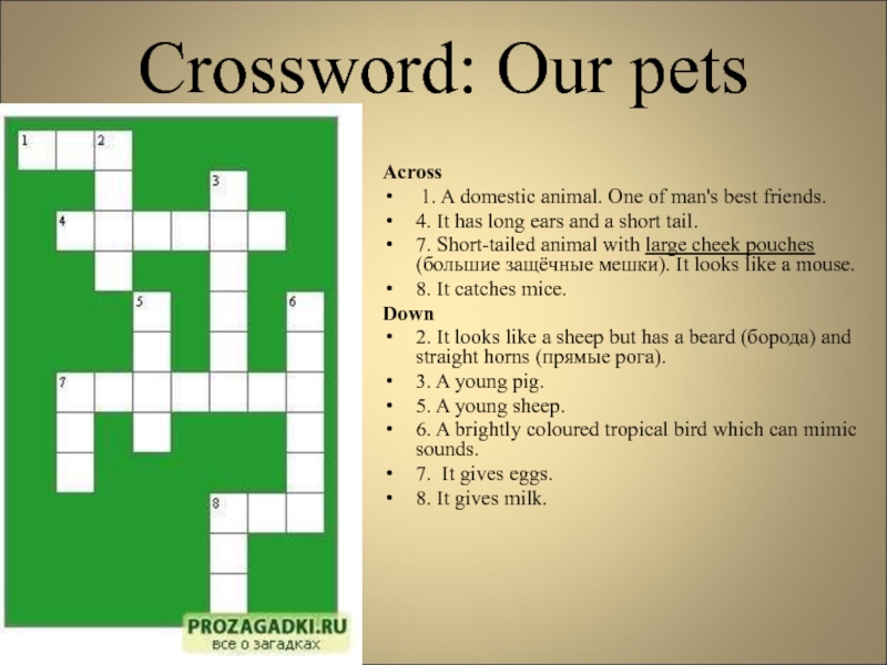 Презентация Crossword: Our pets 6 класс