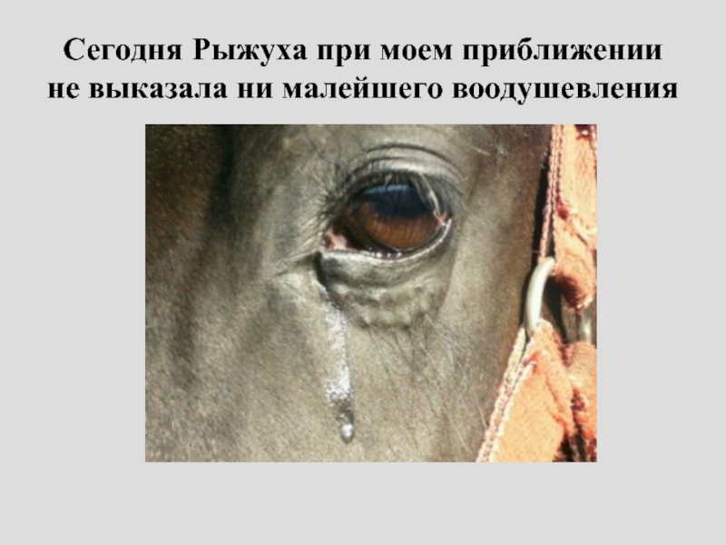 О чем плачут лошади текст