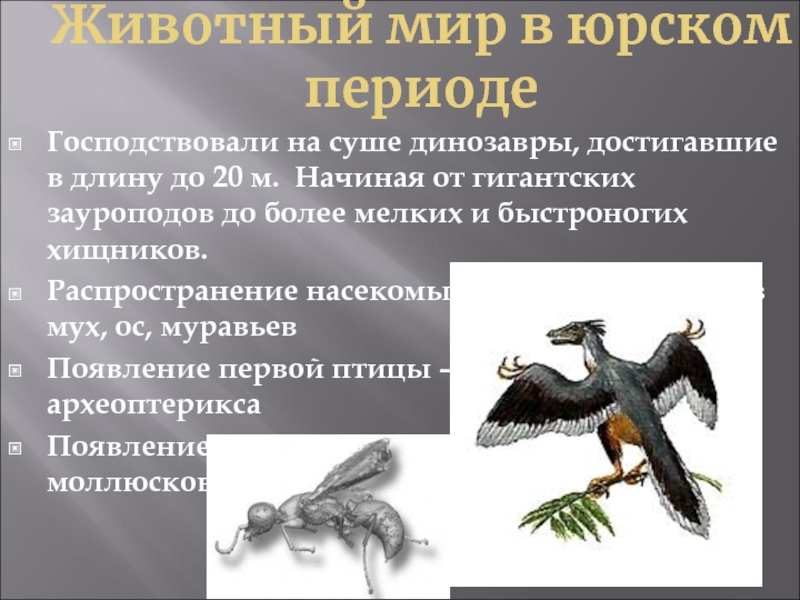 Эра и период господства динозавров. Появление первых птиц Эра период. Систематика первоптицы. Археоптерикс переходная форма.