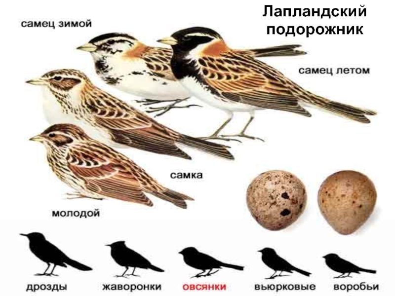 Лапландский подорожник птица на белом фоне