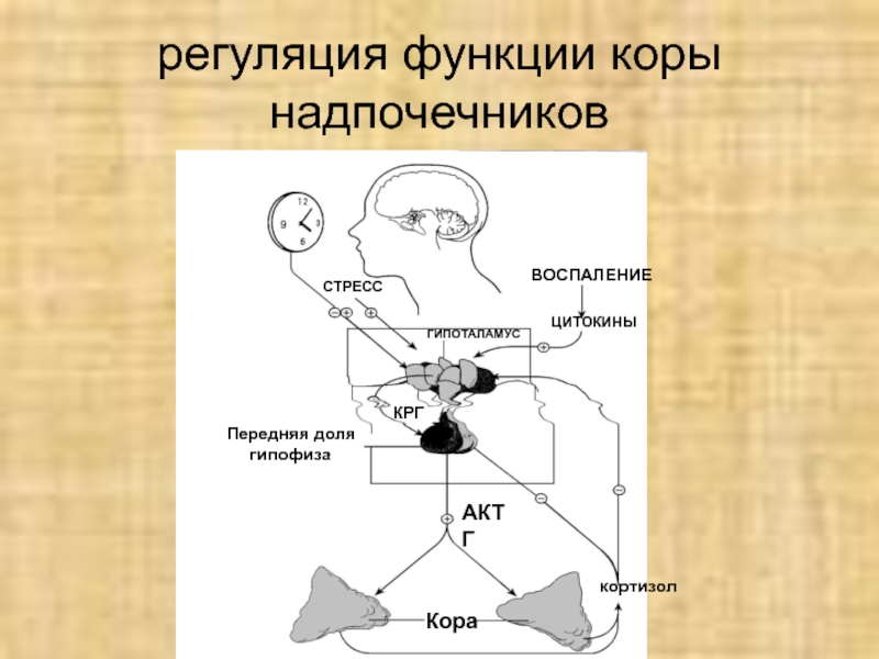 Гормоны надпочечников гормон гипофиза