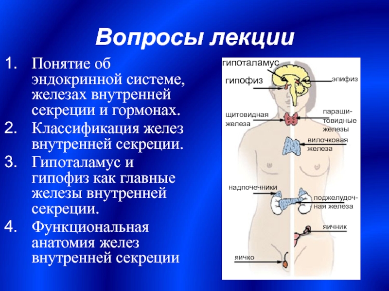 Вопросы железы. Гипофиз Центральная железа внутренней секреции. Классификация желез внутренней секреции. Гипоталамус железа внутренней секреции. Надпочечники железа внутренней секреции.