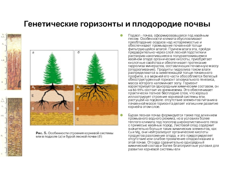 Горизонты почвы