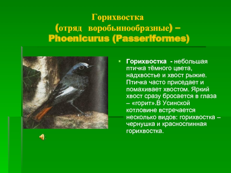 Горихвостка  (отряд воробьинообразные) –   Phoenicurus (Passeriformes)  Горихвостка - небольшая птичка тёмного цвета, надхвостье