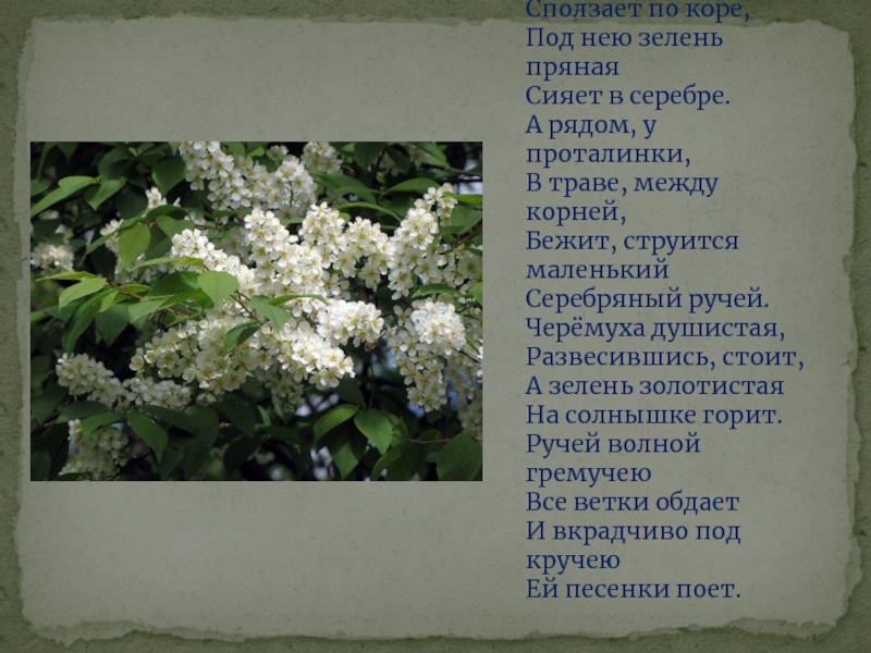Настроение стихотворения черемуха. Есенин черёмуха душистая с весною расцвела. Фет черемуха.