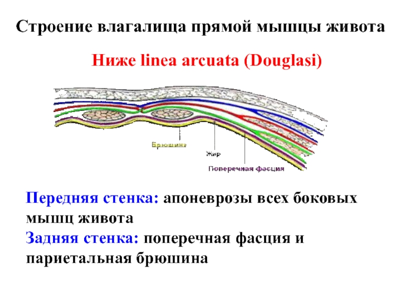 Передняя стенка влагалища фото