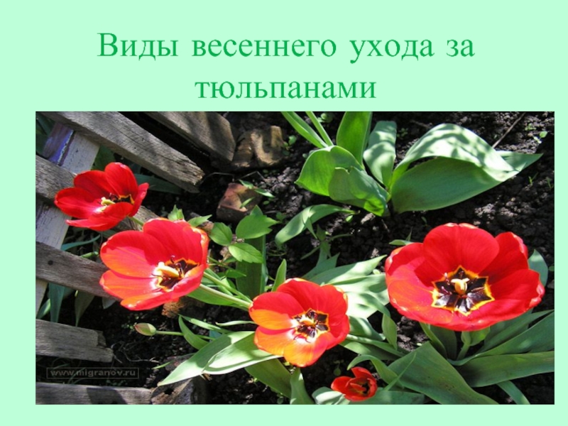 Презентация Виды весеннего ухода за тюльпанами