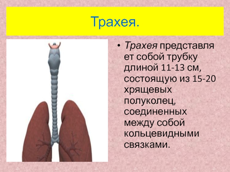 Под каким номером на рисунке изображен орган представляющий собой трубку с хрящевыми полукольцами