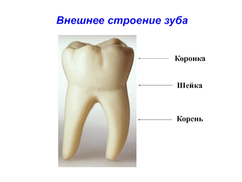 Строение зуба для детей