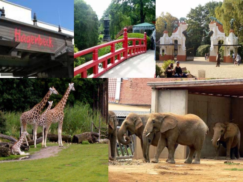 Zoo немецкий. Зоопарк Рануа. Зоопарк в школе.