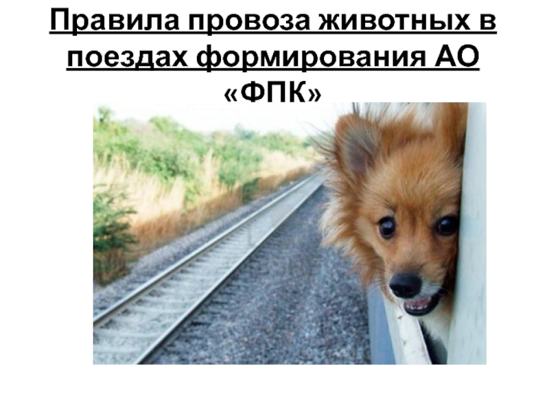 Правила провоза животных в поездах формирования АО ФПК