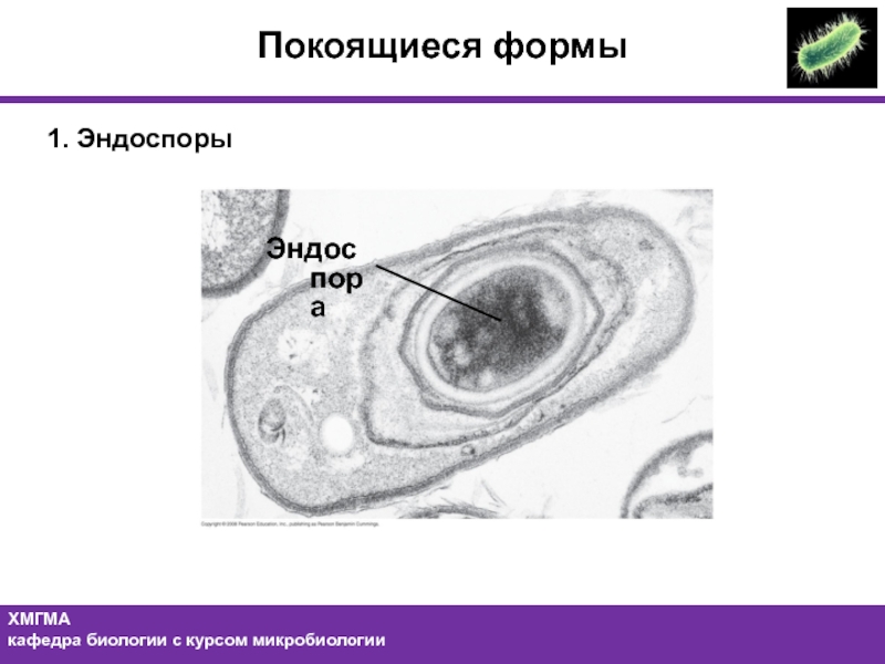 В вегетативной и покоящихся формах существуют. Эндоспоры.