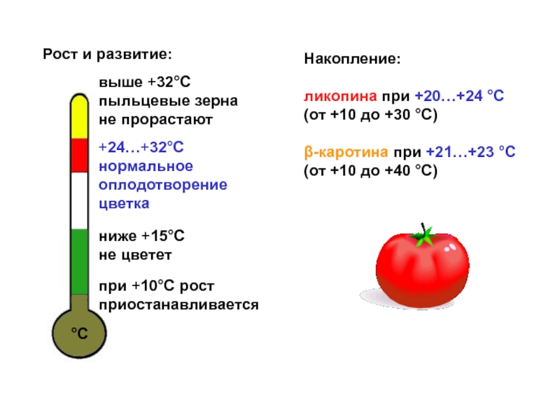 Селекция томатов презентация