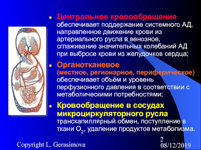 Реферат: Особенности регионарного кровообращения