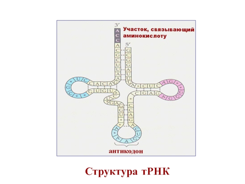 Трнк цепь