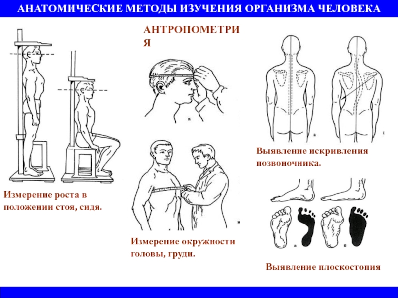 Измерение роста схема