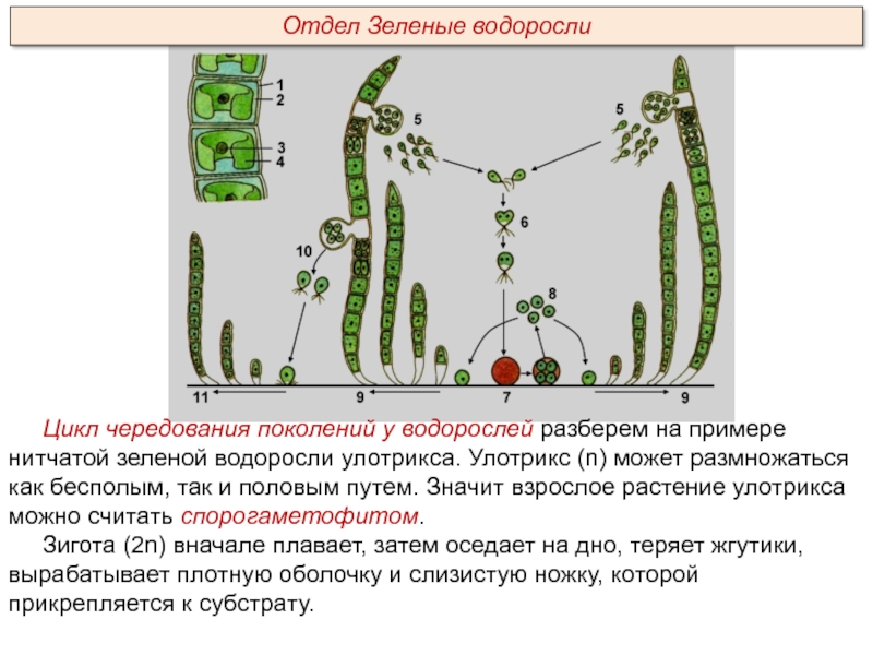 Какой тип питания характерен для улотрикса изображенного на рисунке обоснуйте