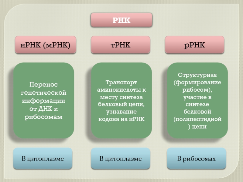 Одному ирнк соответствует. ИРНК ТРНК РРНК. МРНК это ИРНК. Функции ИРНК ТРНК РРНК. Виды ИРНК ТРНК МРНК.