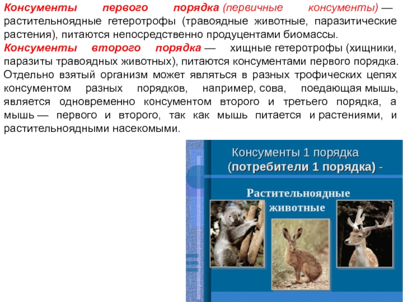 Выберите правильные ответы консументы первого порядка