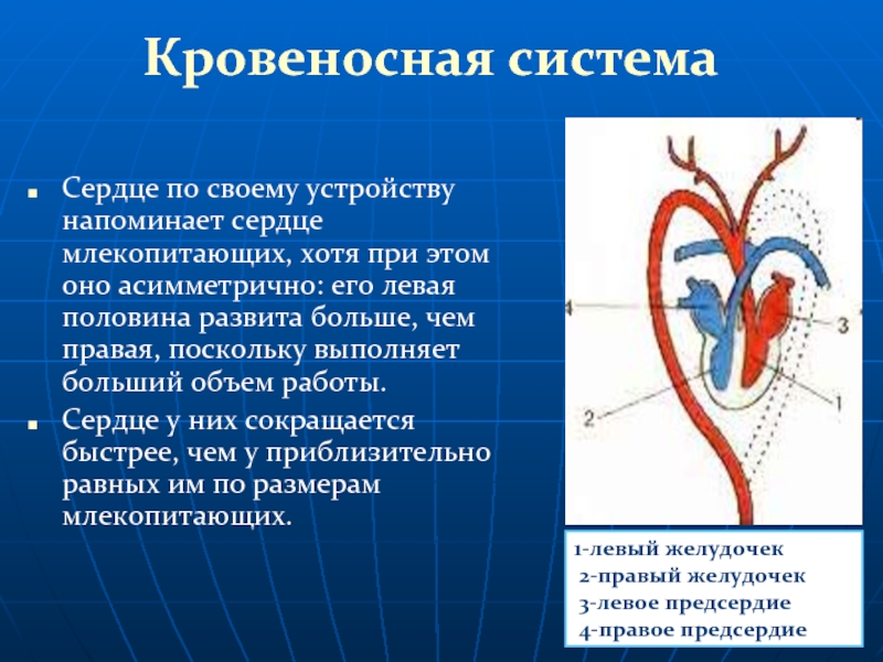 Кровеносная системаСердце по своему устройству напоминает сердце млекопитающих, хотя при этом оно асимметрично: его левая половина развита