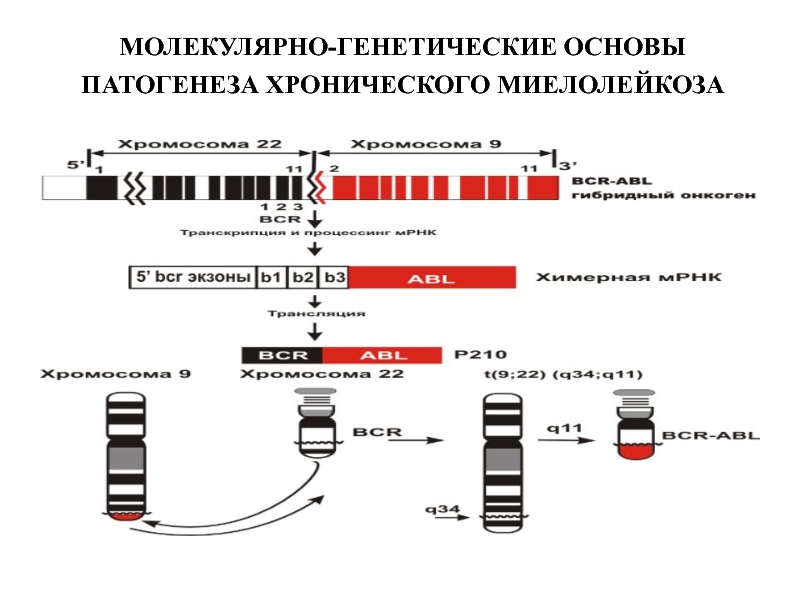 Патогенез хронического лимфолейкоза схема