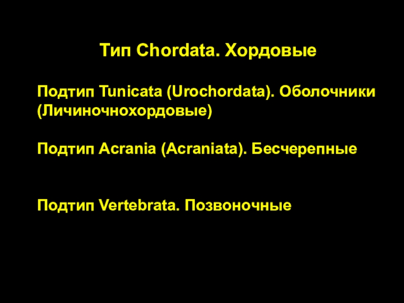 Тип Chordata. Хордовые
Подтип Tunicata ( Urochordata ). Оболочники