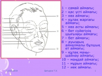 1 – самай айма ғы;
2 – қас үсті аймағы;
3 – көз аймағы;
4 – құлақ жарғағы