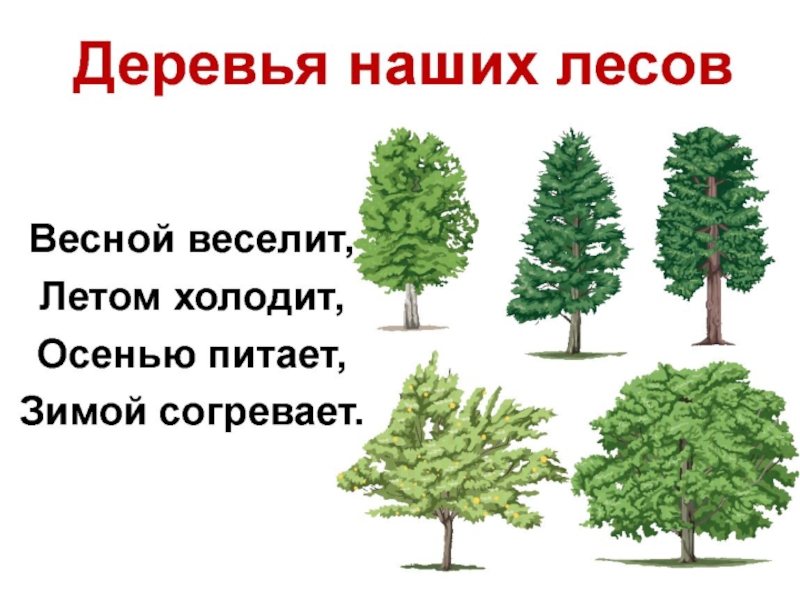 Осенью питает зимой согревает весной. Загадка весной веселит летом холодит осенью питает зимой согревает. Летом холодит зимой согревает весной веселит. Дерево весной веселит. Загадка весной веселит летом холодит осенью питает.