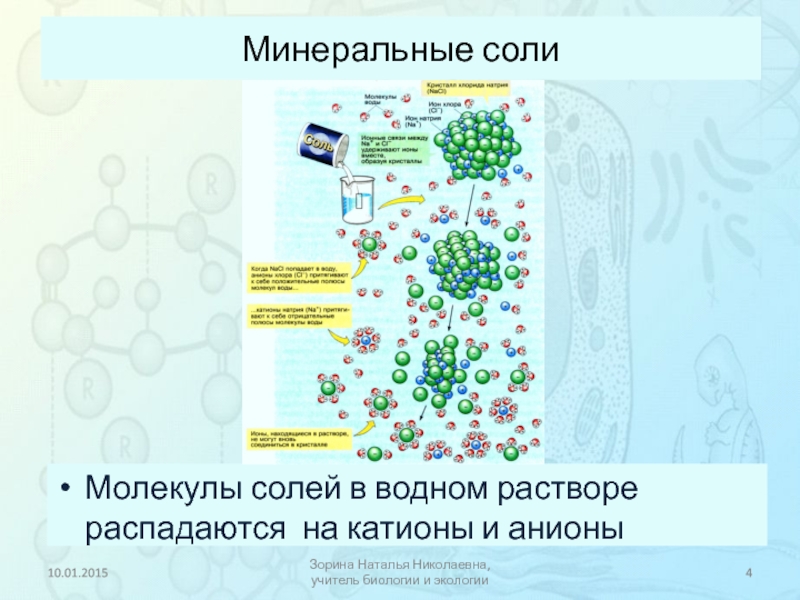 Обмен минеральных солей схема биология 8 класс