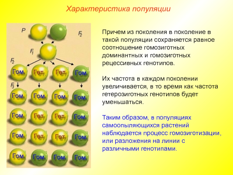 Гомозиготное поколение. Гомозиготизация. Процесс гомозиготизации. Гомозиготизация популяции. Причина гомозиготищации популяций.