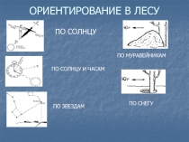 ОРИЕНТИРОВАНИЕ В ЛЕСУ