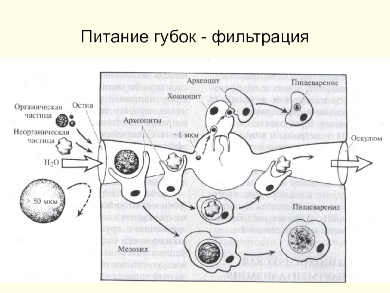 Схема питания губки