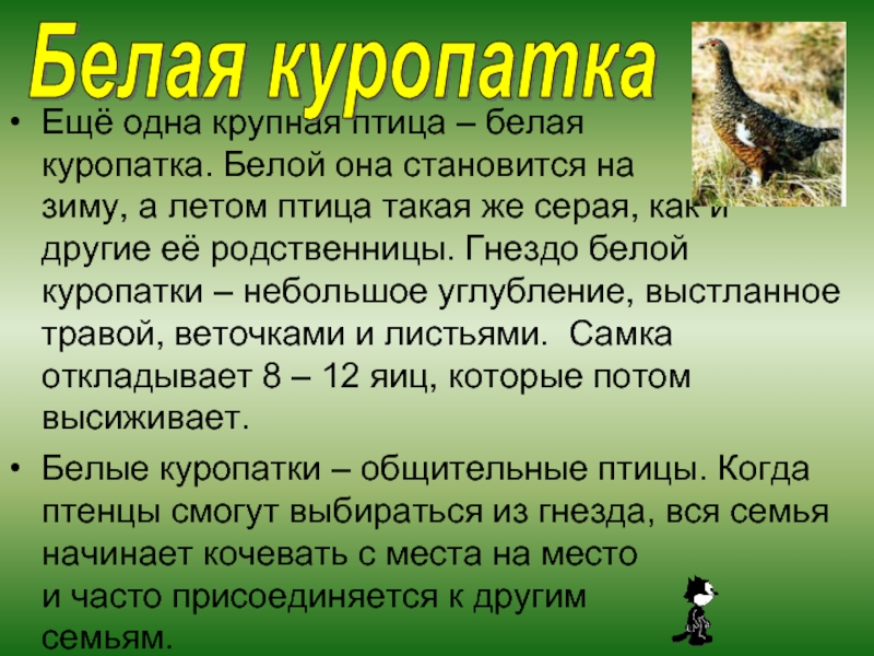 В какой природной зоне живет куропатка. Белая куропатка 4 класс окружающий мир. Сообщение о белой куропатке. Сообщение о куропатке 4 класс. Куропатка доклад 4 класс.