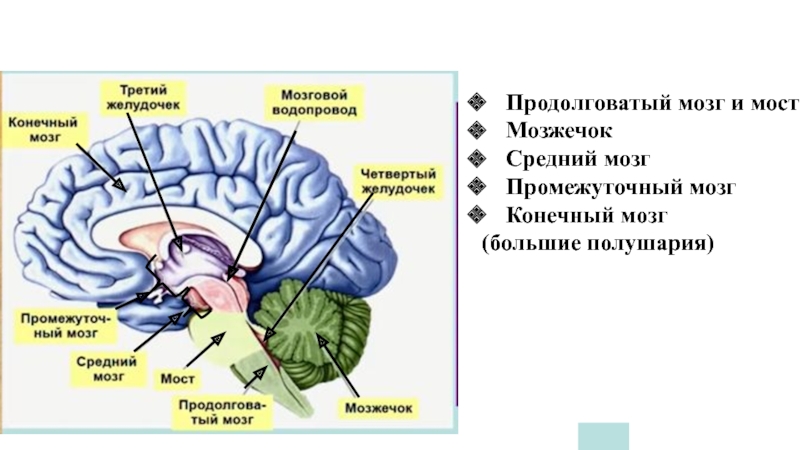 Презентация по биологии 8 класс передний мозг промежуточный мозг и большие полушария