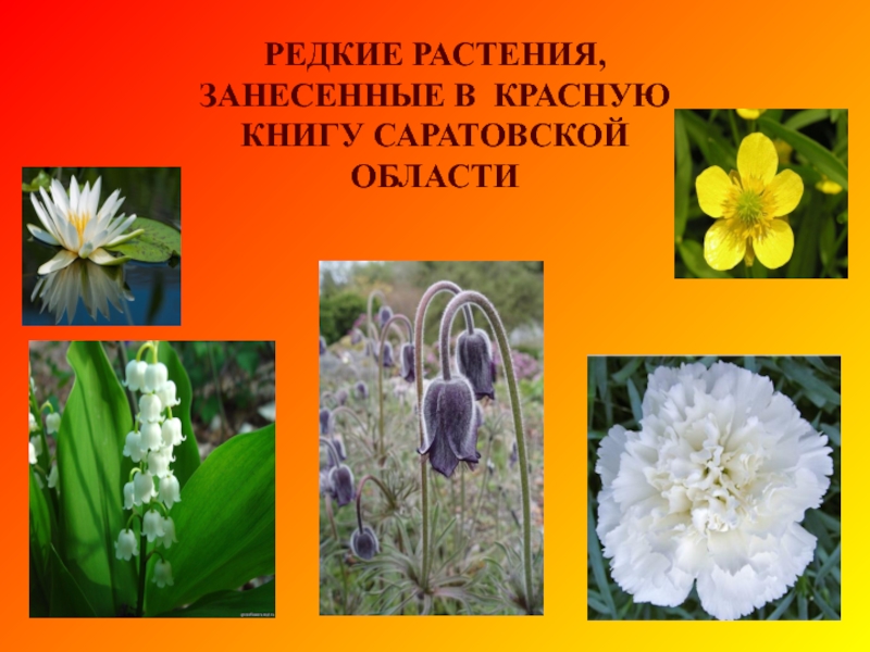 Какие цветы занесены в красную книгу россии фото