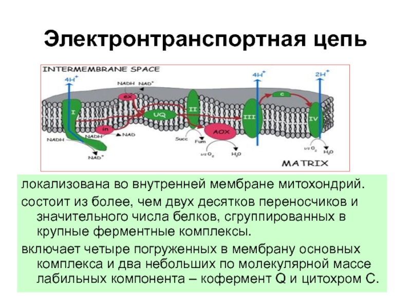 Электронно транспортная цепь схема