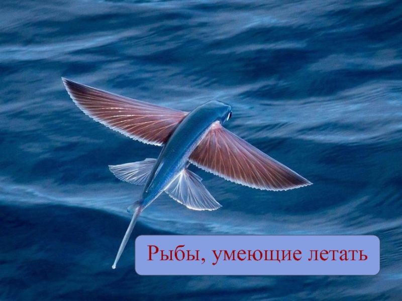 Рыбы, умеющие летать